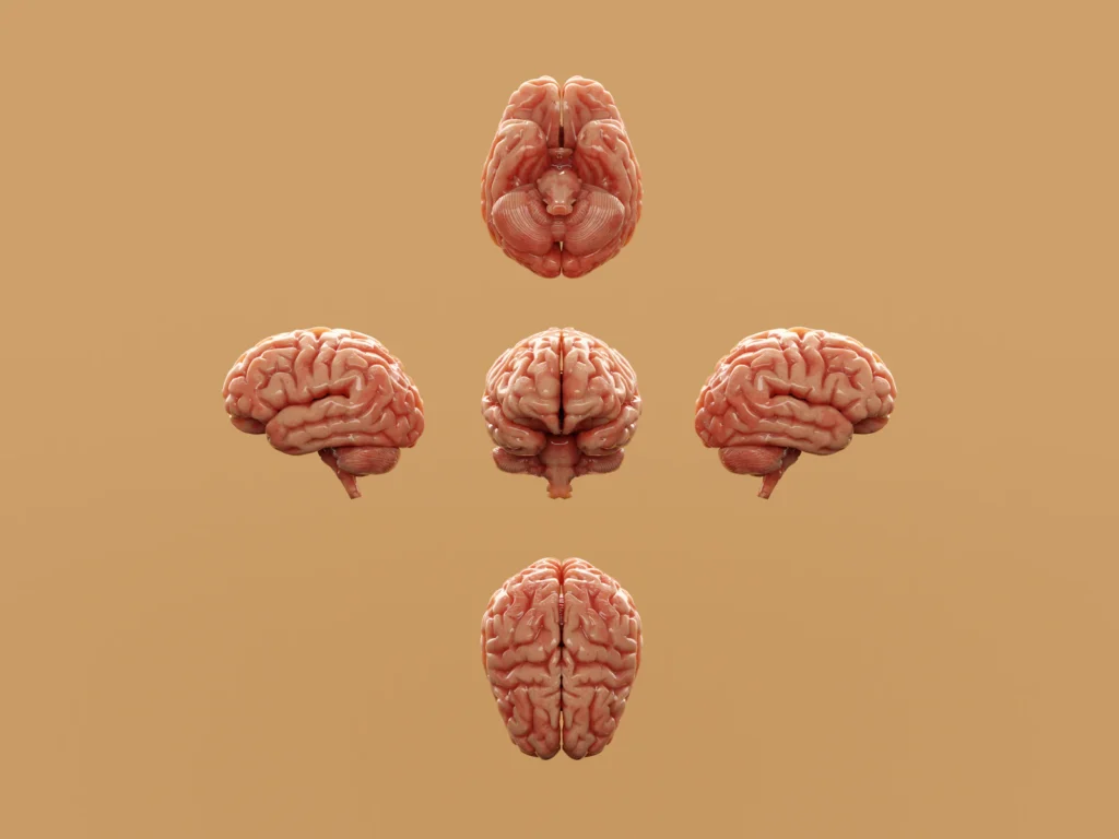 Brain Training Exercise illustrating can you increase your iq
